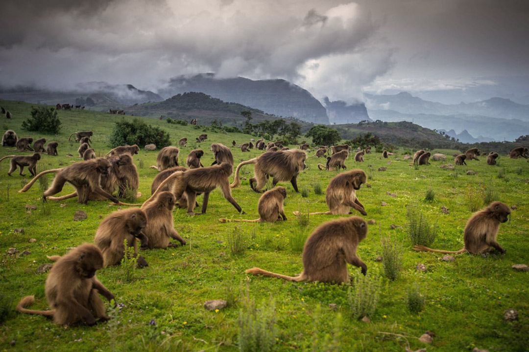 Troop of Gelada monkeys / Courtesy of Travel Ethiopia