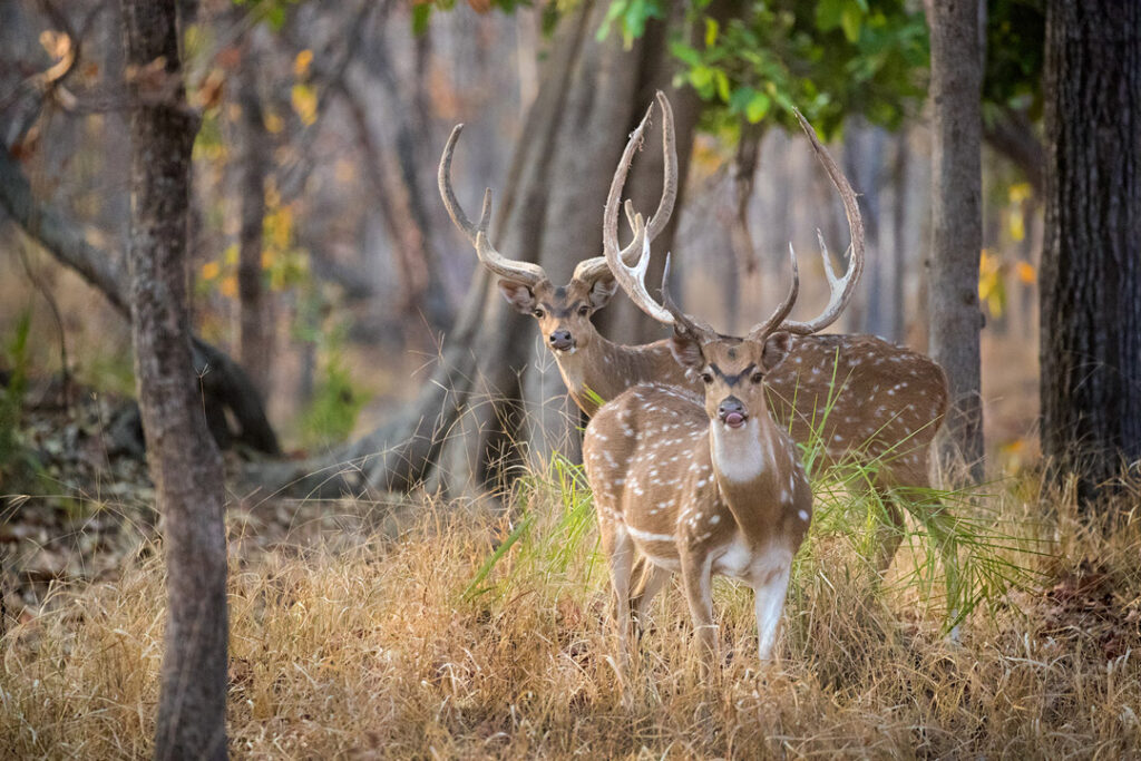 Spotted deer / Courtesy of Encounters Asia