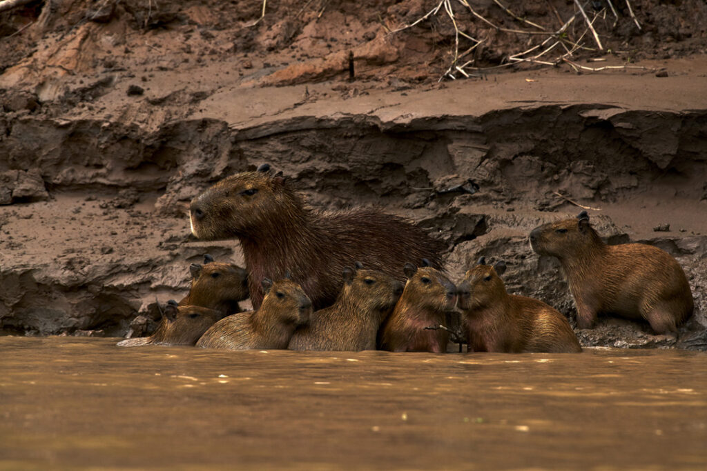 Capybara / Courtesy of Tambopata Research Center