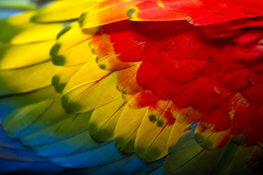 Macaw feathers / Courtesy of Tambopata Research Center