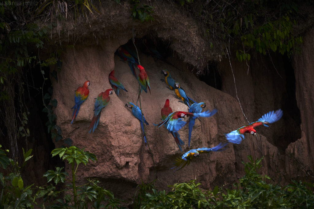 Scarlet Macaws / Courtesy of Tambopata Research Center