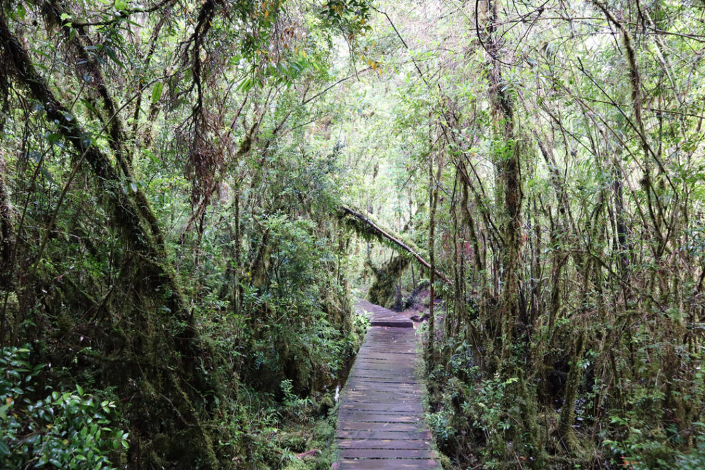 Pumalin Douglas Tompkins National Park, Chile / Miranda Salzgeber / Unsplash
