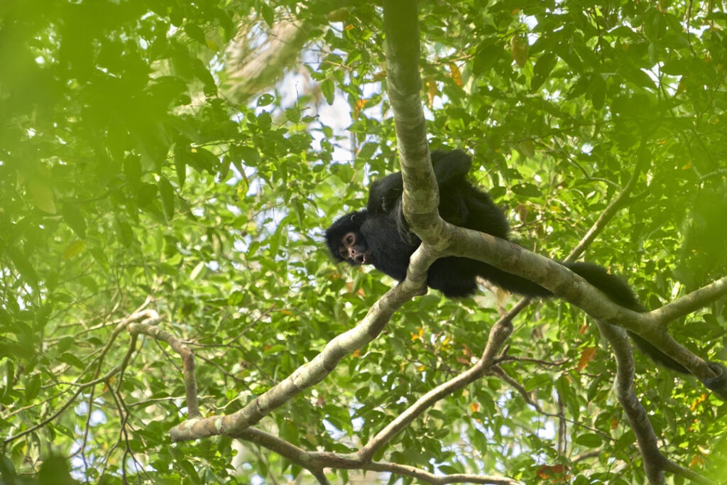 Spider Monkey / Courtesy of Tambopata Research Center