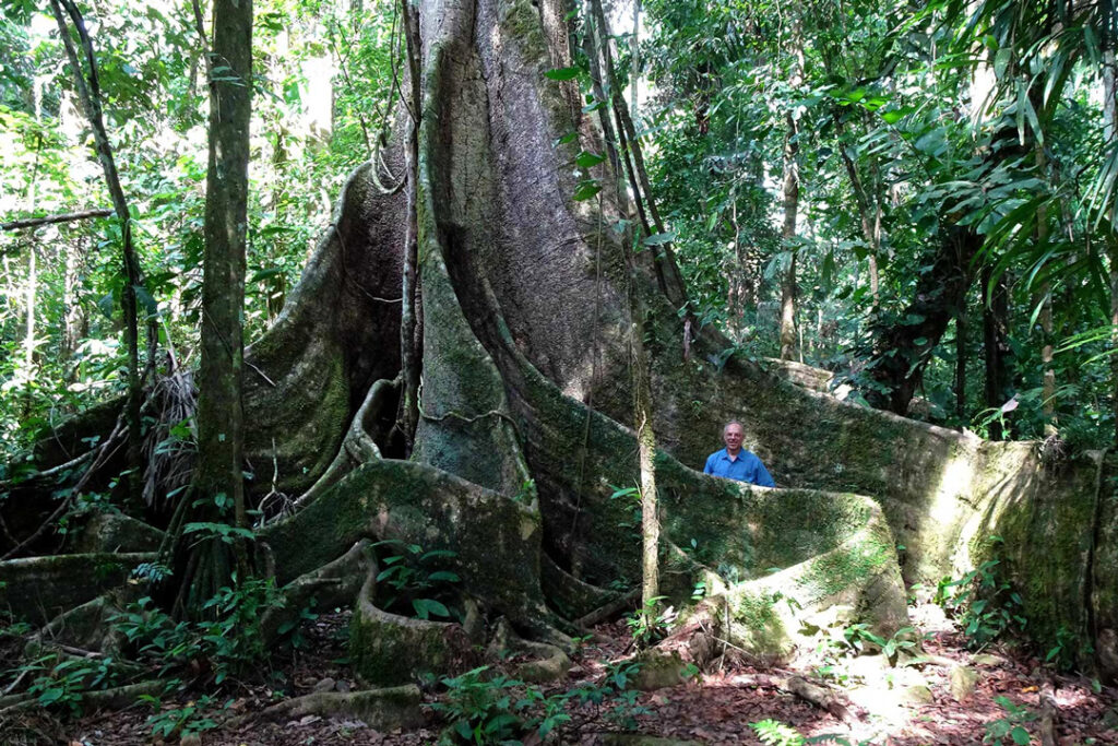 Giant trees in the Rainforest / Courtesy of Tambopata Research Center