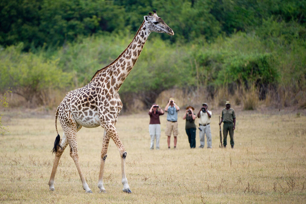 Walking with Giraffe, Zambia / Courtesy of Classic Portfolio