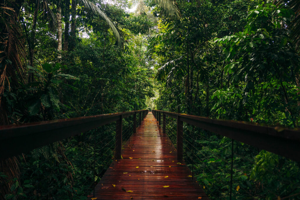 Elevated walkway at Tambopata Research Center / Courtesy of Tambopata Research Center