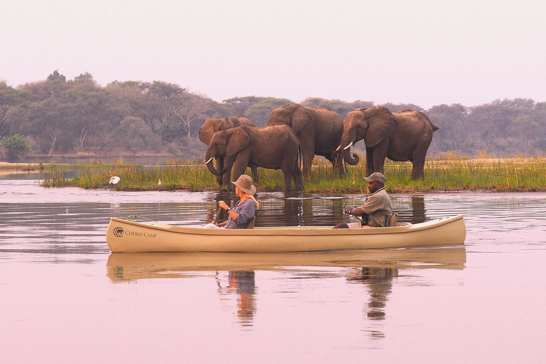 Zambia Safari