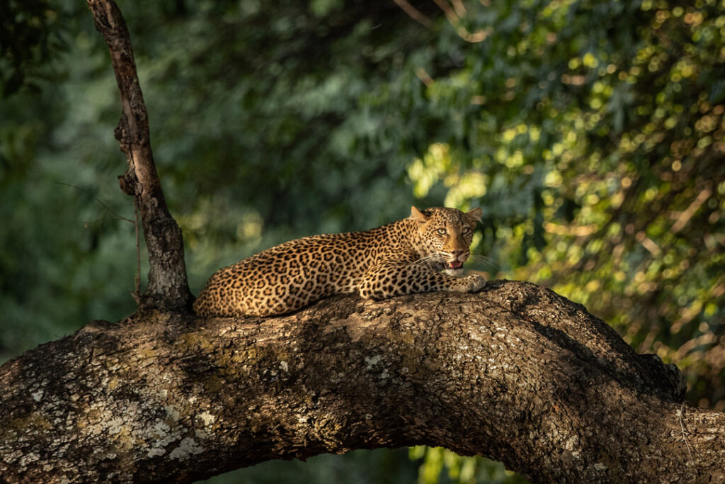 Luwi Camp, South Luangwa National Park, Zambia / Courtesy of Time + Tide