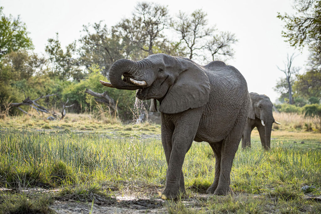 Elephant near Karangoma, Botswana / Benjamin Ackerman / Courtesy of Classic Portfolio