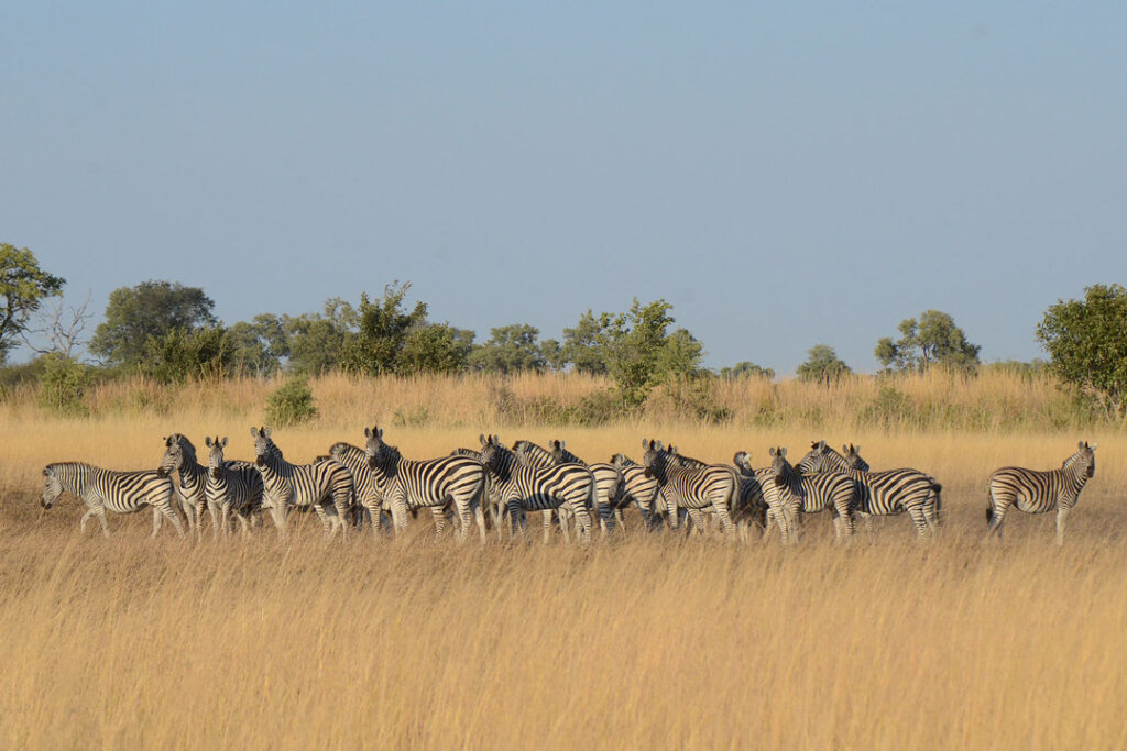 Zebra herd near Karangoma, Botswana / Chris Roche / Courtesy of Classic Portfolio