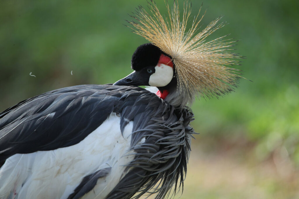 Crowned crane at Murchison Falls National Park / Clinton Mwebaze / Unsplash