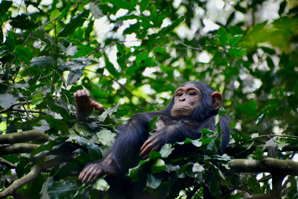 Chimpanzee near Murchison Falls National Park / Fabiana Rizzi / Unsplash