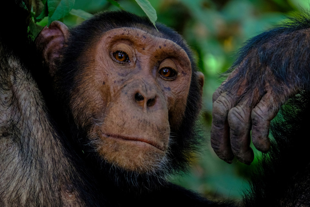 Chimpanzee trekking near Murchison Falls / Francesco Ungaro / Unsplash 