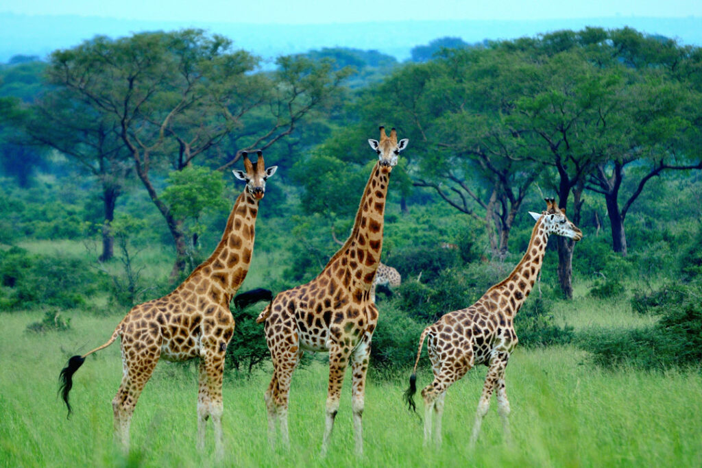 Giraffe at Murchison Falls National Park / Ivan Sabayuki / Unsplash