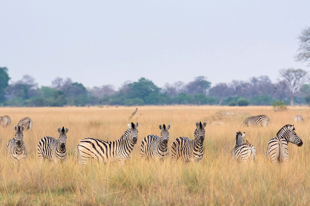 Zebra near Karangoma, Botswana / Mel Van Zyl / Courtesy of Classic Portfolio