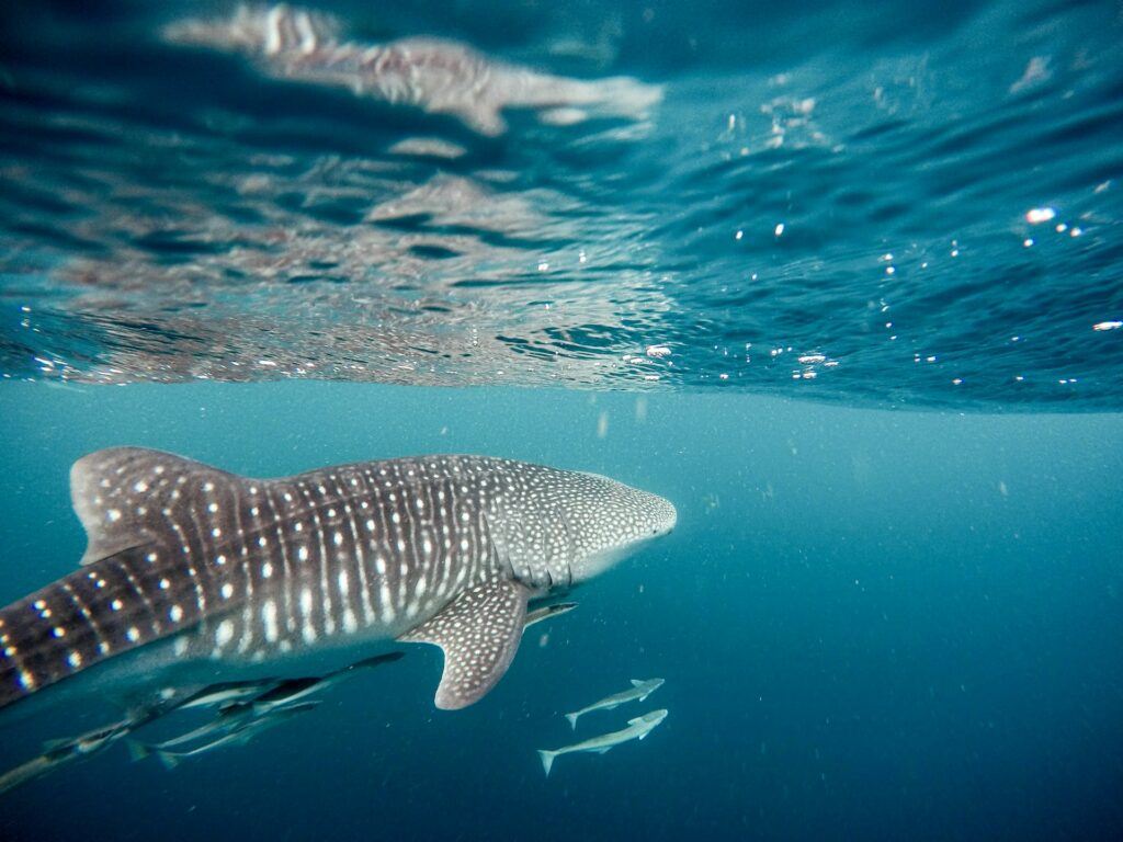 Whale Shark / Jeremy Bishop / Unsplash