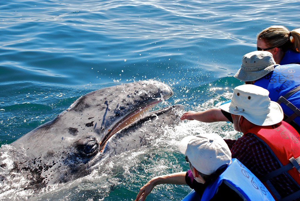 Petting a grey whale in San Ignacio Lagoon / Ryan Harvey / Flickr