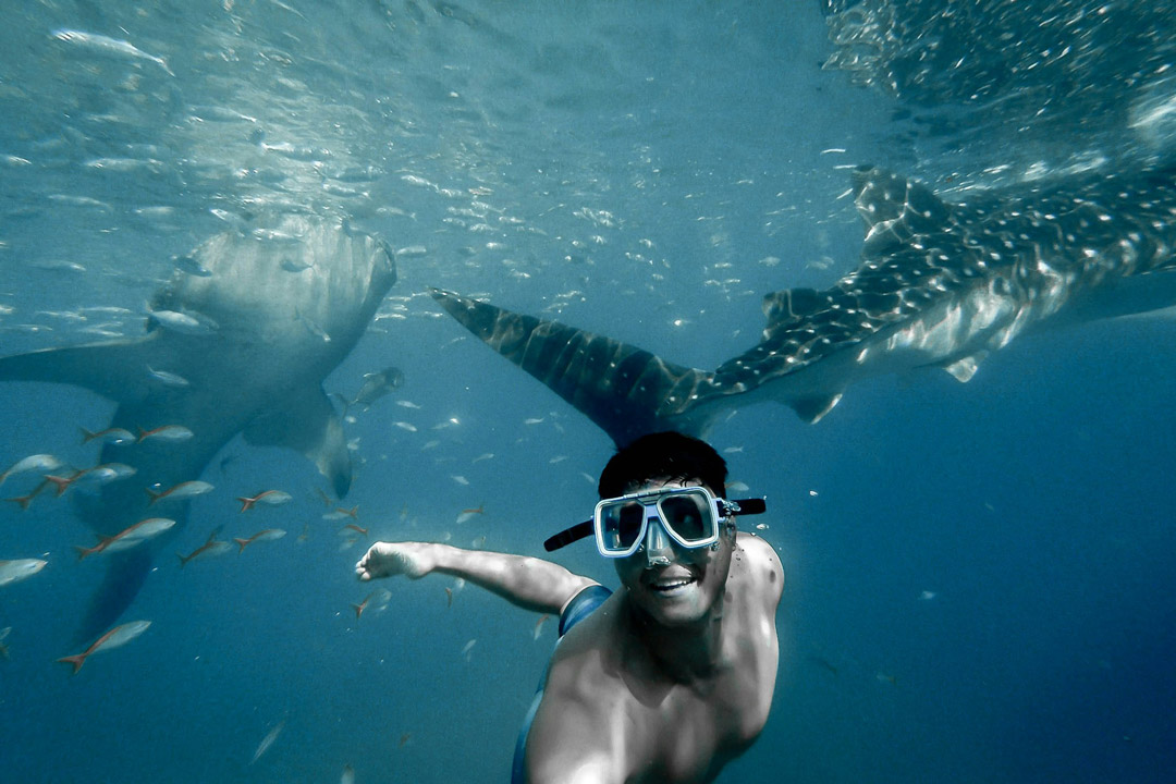 Snorkeling with whale sharks / Mike Vo / Unsplash