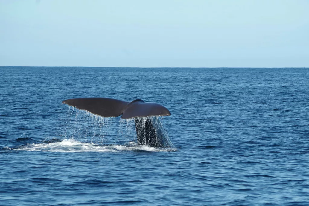 Whale watching in Kaikoura / Davide Dalfovo / Unsplash