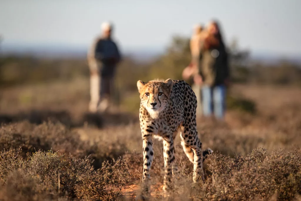 Samara Karoo Cheetah Tracking / Courtesy of Samara Karoo