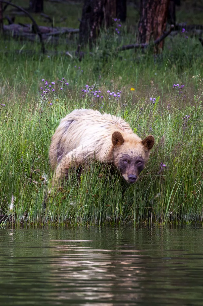 Juvenile black bear at Vermejo / Scott Dubois