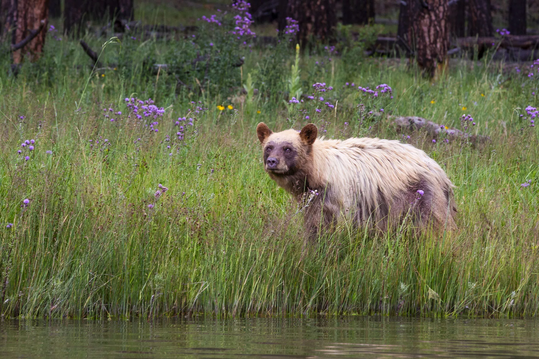 Juvenile black bear at Vermejo / Scott Dubois