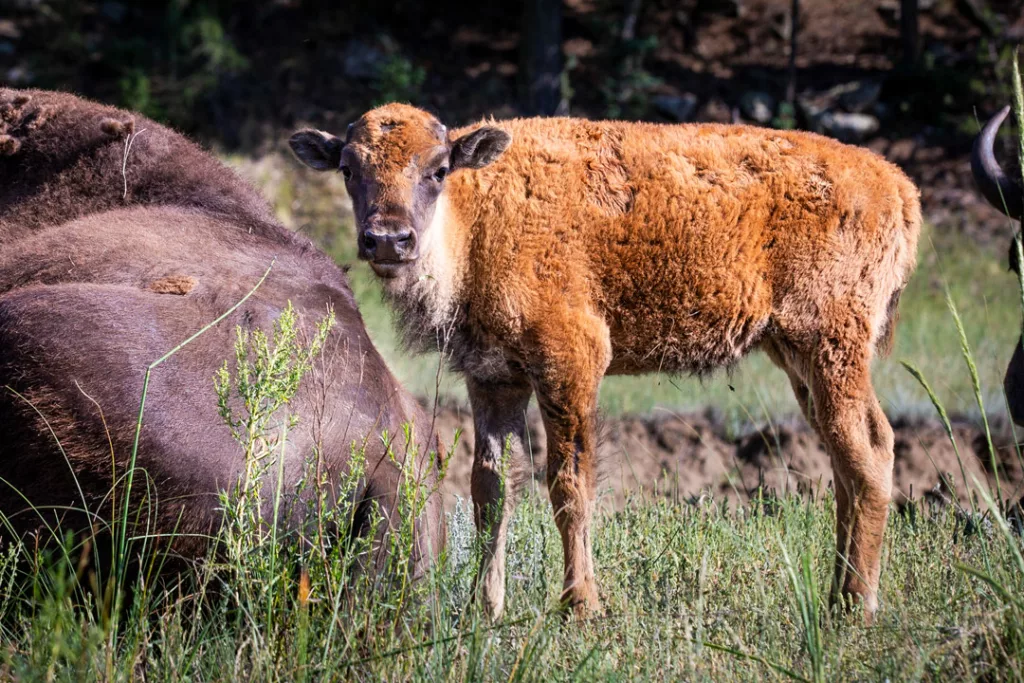 Baby bison at Vermejo / Scott Dubois