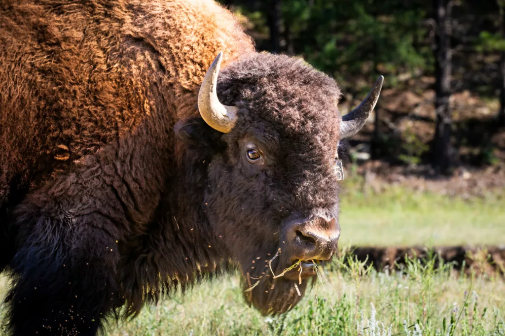 Bull bison at Vermejo / Scott Dubois