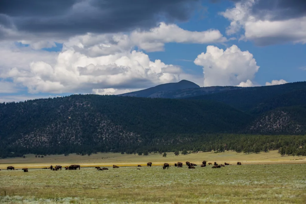 Bison near Castle Rock / Scott Dubois