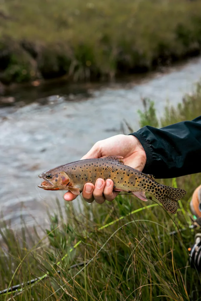 Rio Grande Cutthroat Troute at Vermejo / Wynn Myers