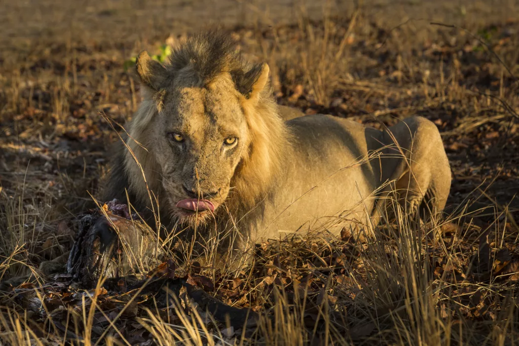 Zambia / Scott Dubois