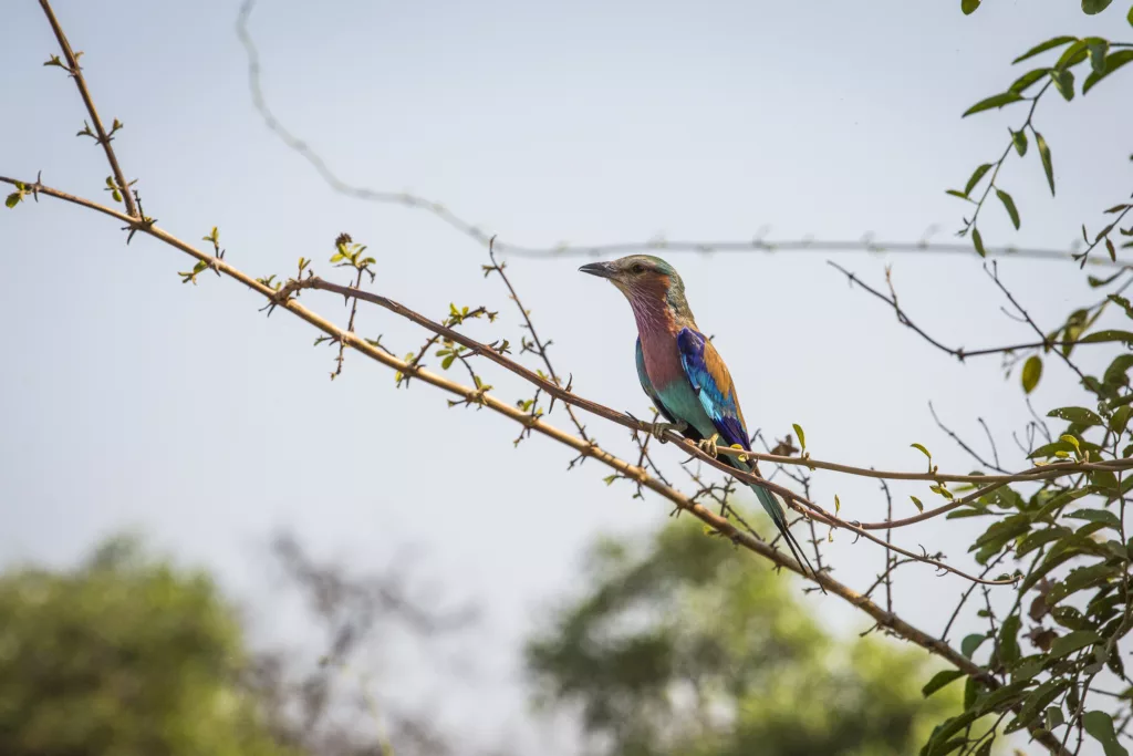 Zambia / Scott Dubois