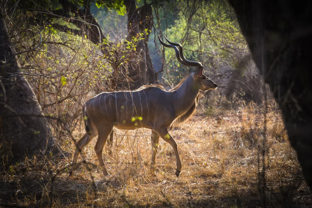 Zambia / Scott Dubois