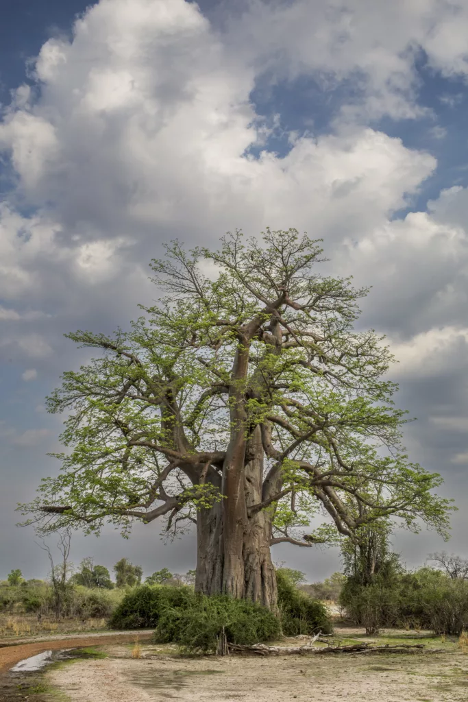 Zambia / Scott Dubois