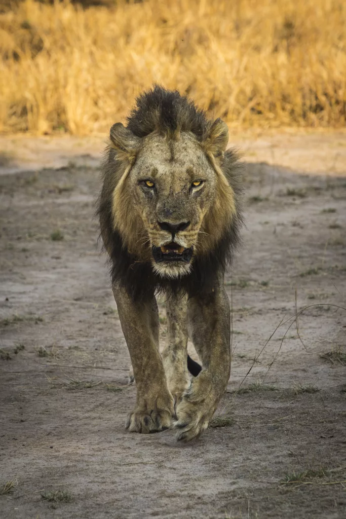 Zambia / Scott Dubois