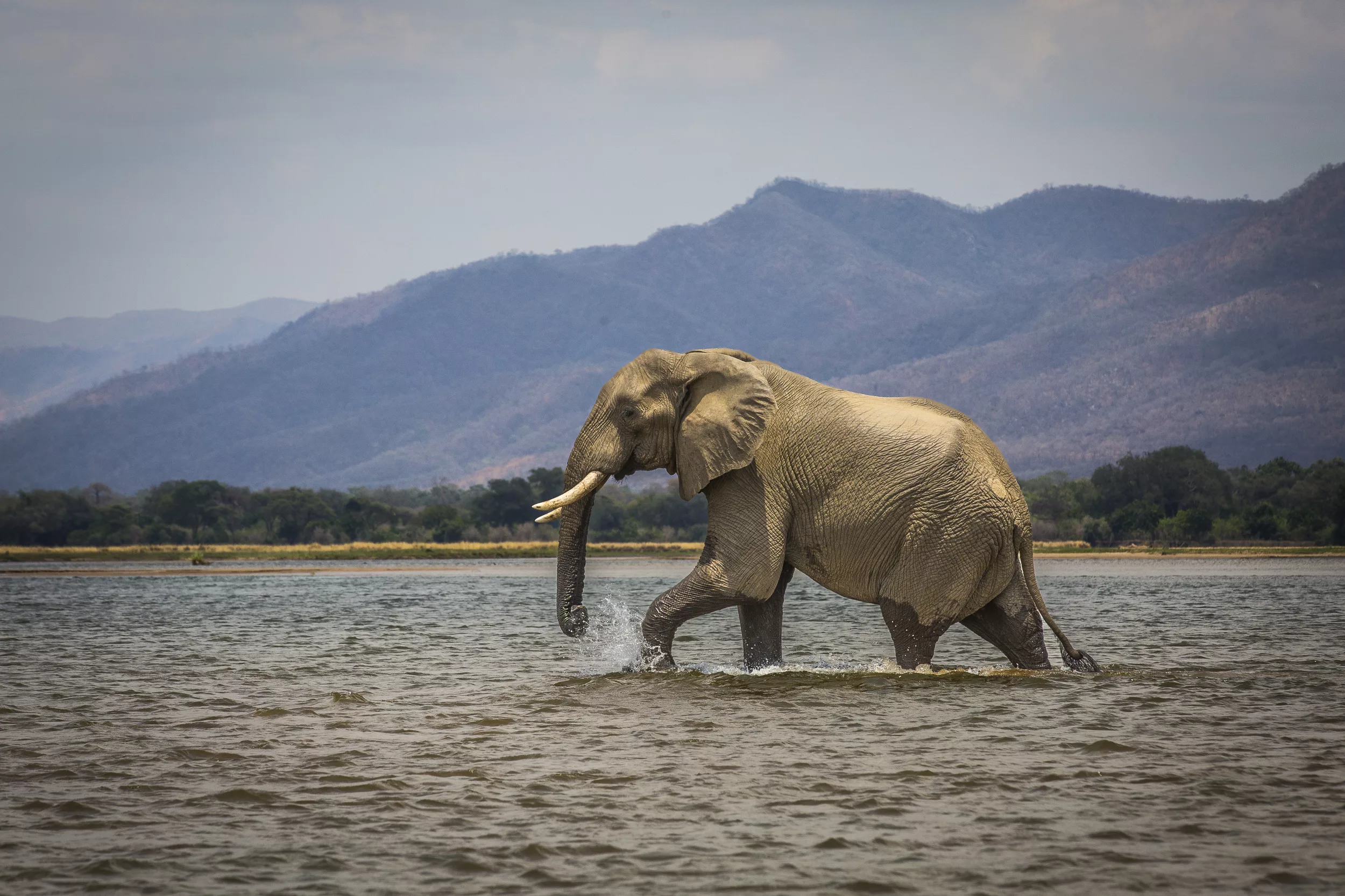 Lower Zambezi National Park, Zambia / Scott Dubois