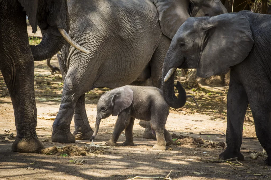 Zambia / Scott Dubois