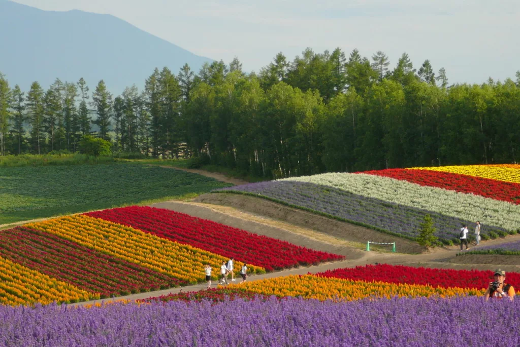 Shikisai no Oka à Biei Panoramic Gardens in Hokkaido / Yoppy / Wikimedia Commons 