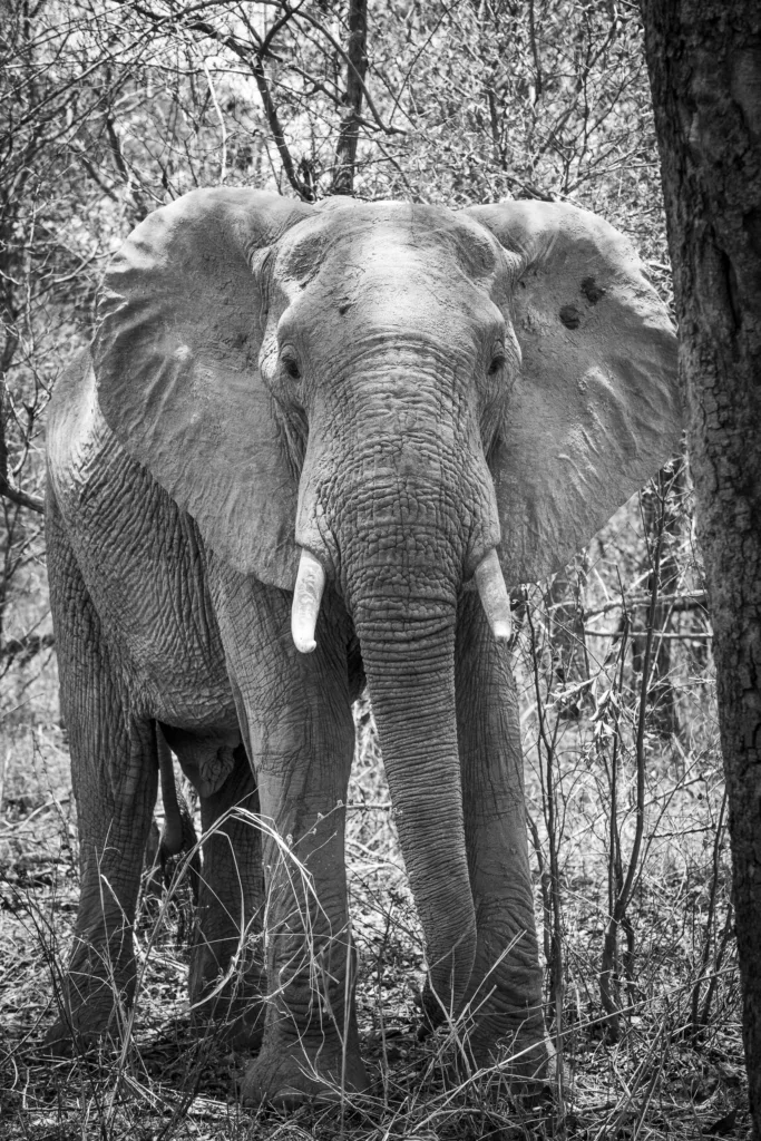 Zambia / Scott Dubois