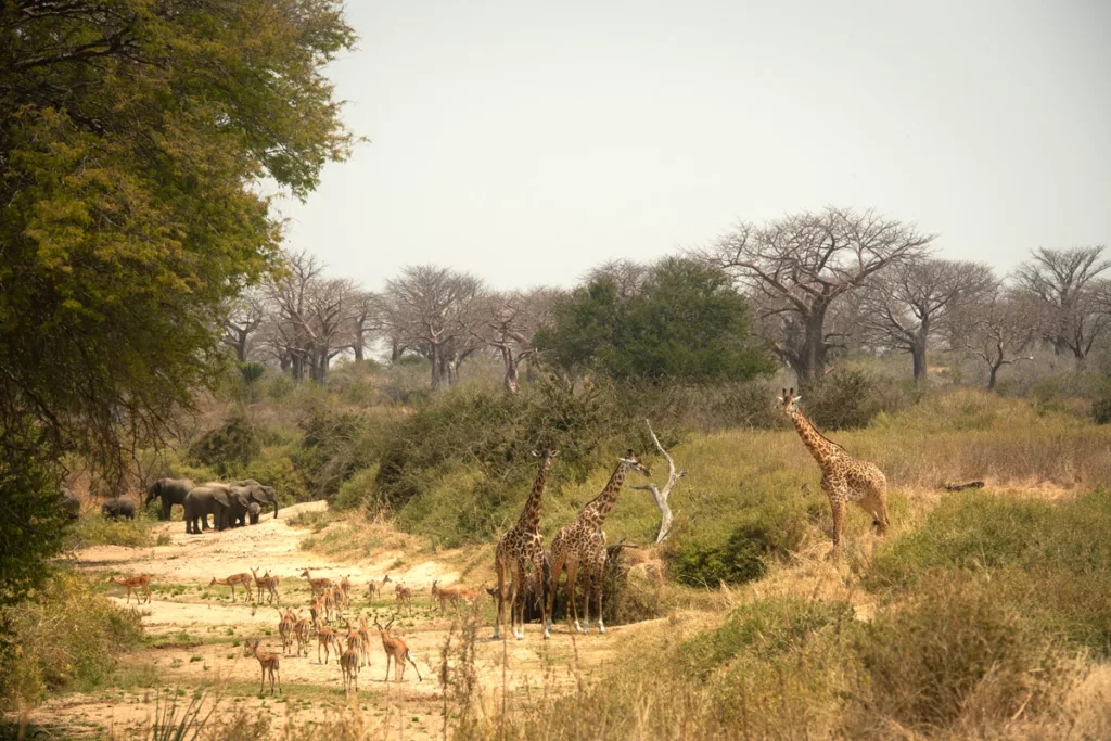 Wild landscapes of Ruaha National Park, Tanzania / Courtesy of Nomad Tanzania