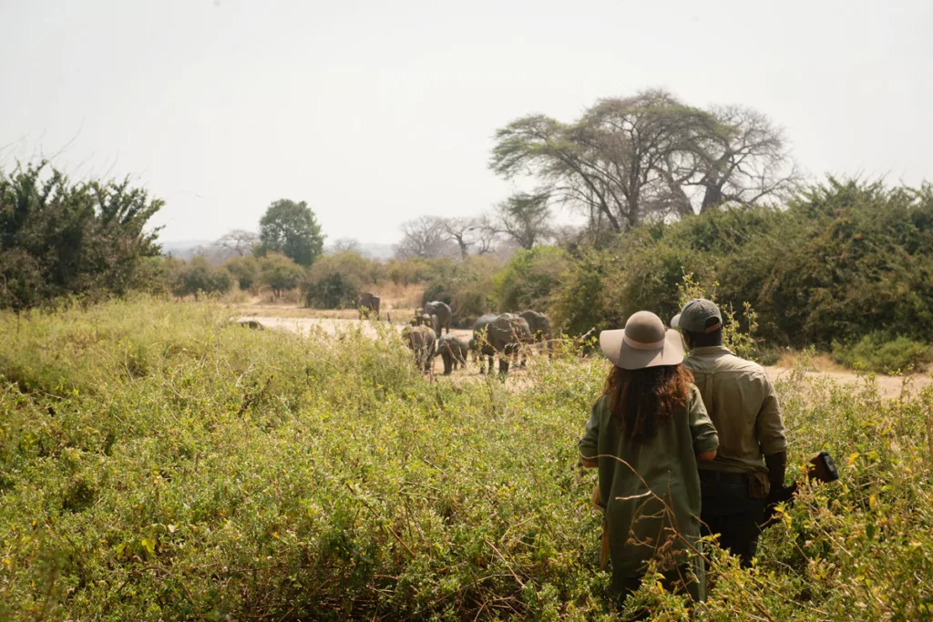 Walking safari in Ruaha National Park / Courtesy of Nomad Tanzania