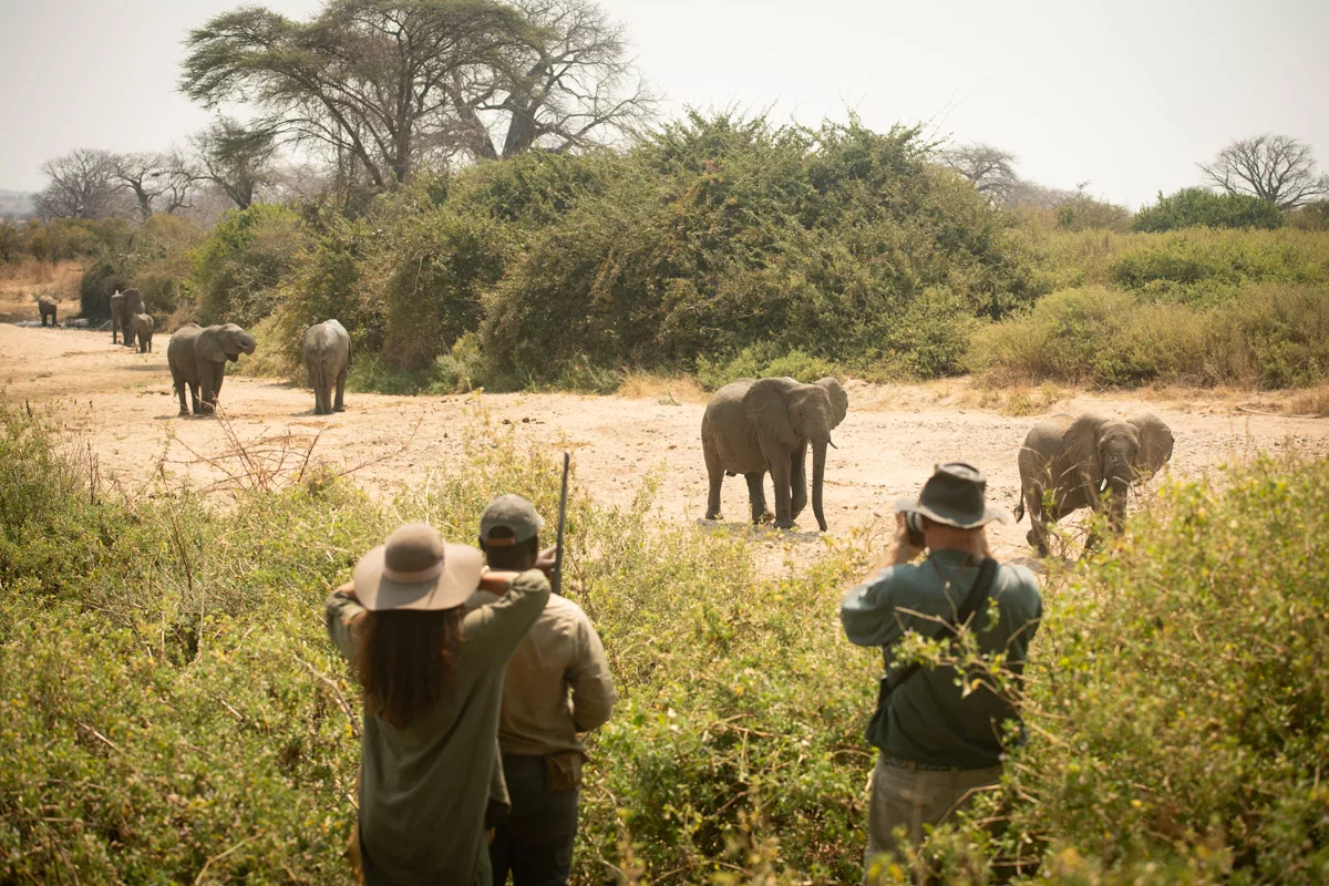 Walking safari in Ruaha National Park / Courtesy of Nomad Tanzania