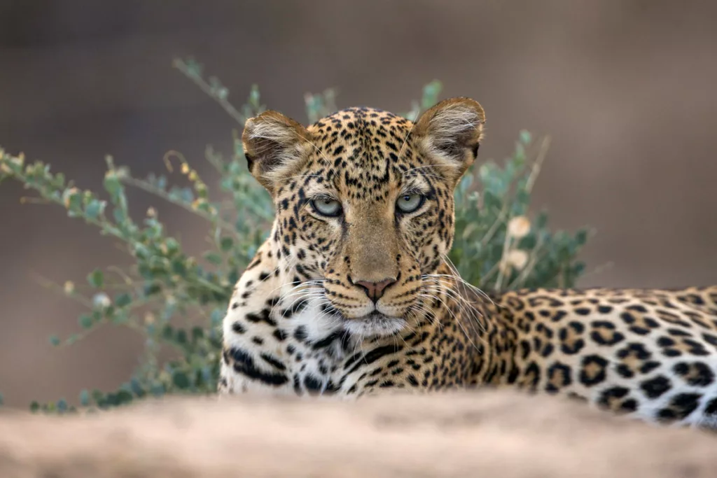 Leopard / Courtesy of Sarara