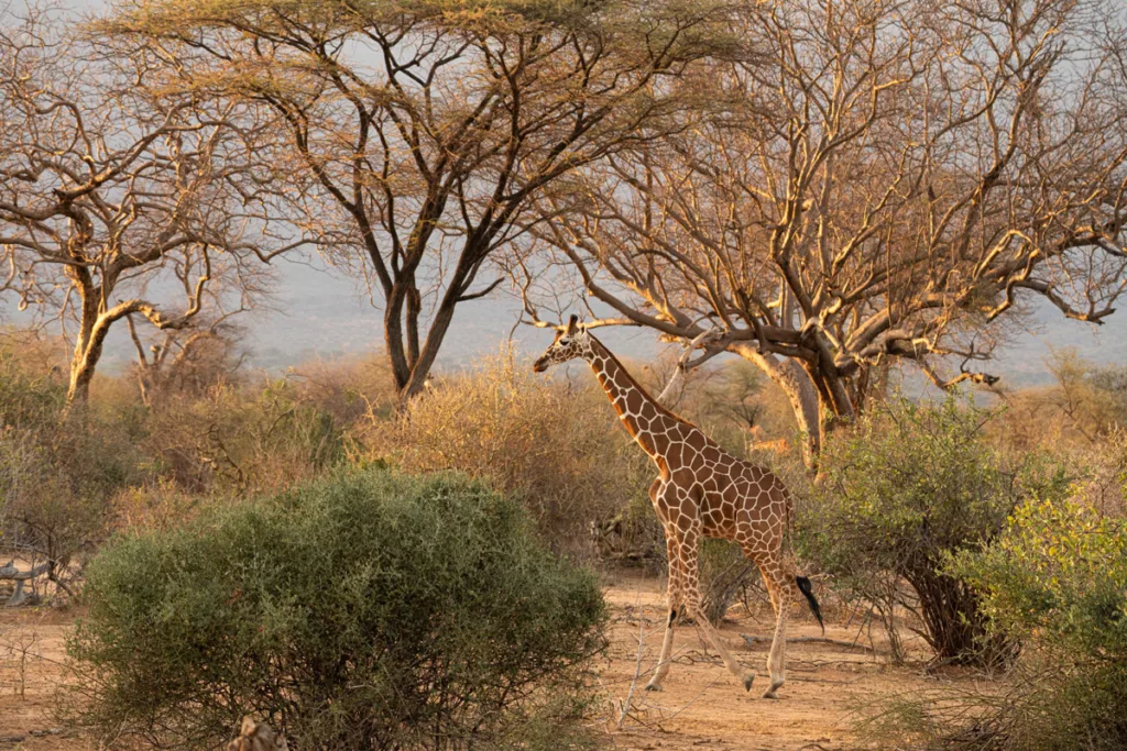 Reticulated giraffe / Courtesy of Sarara