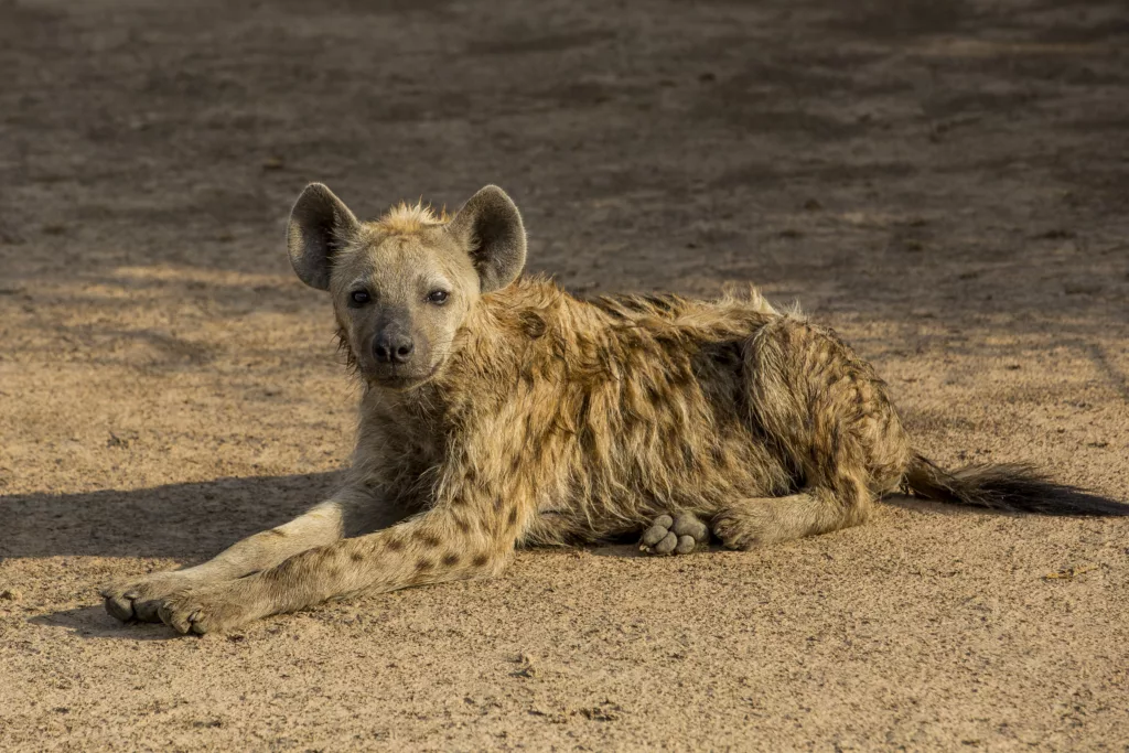 South Luangwa National Park / Scott Dubois