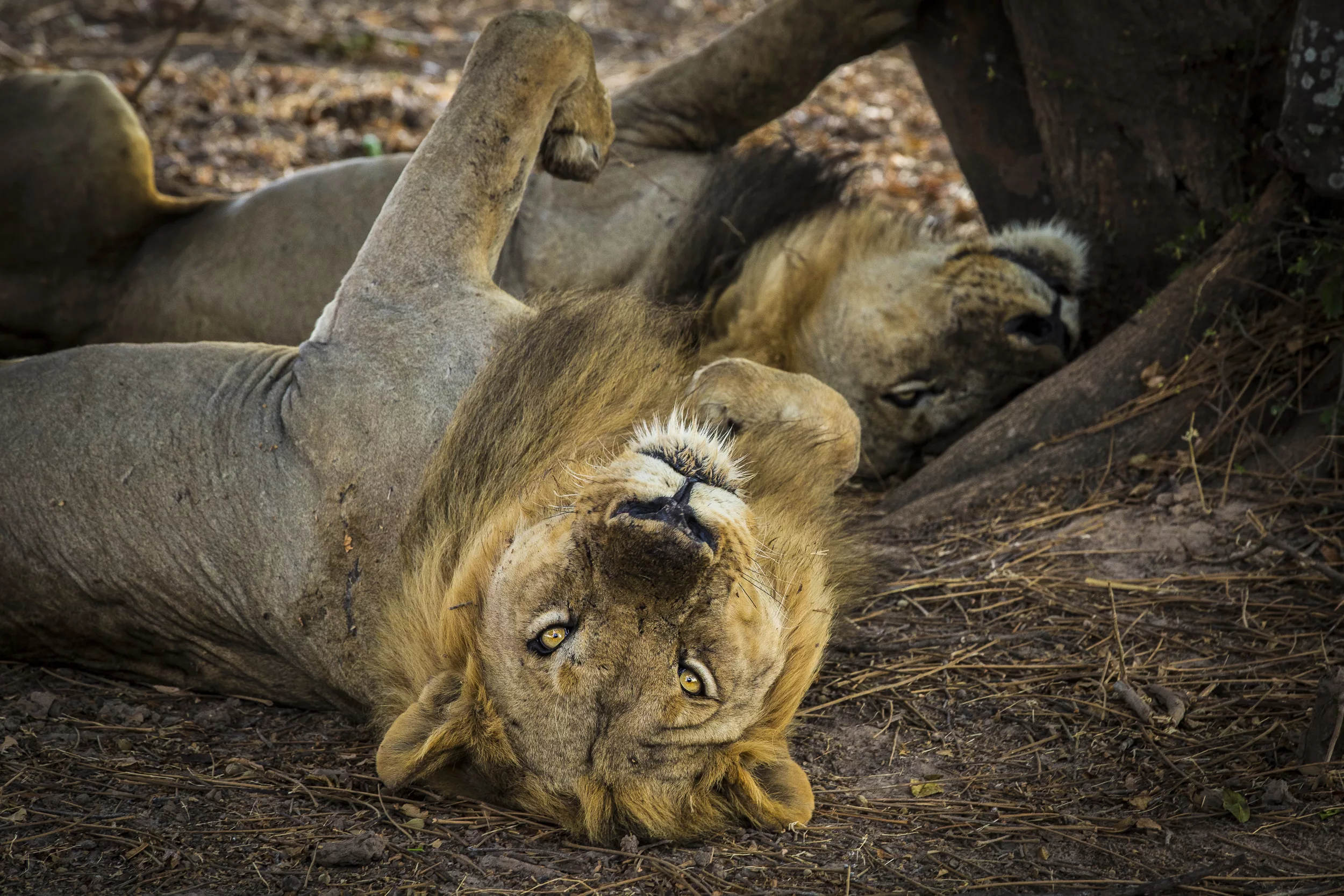 South Luangwa National Park / Scott Dubois