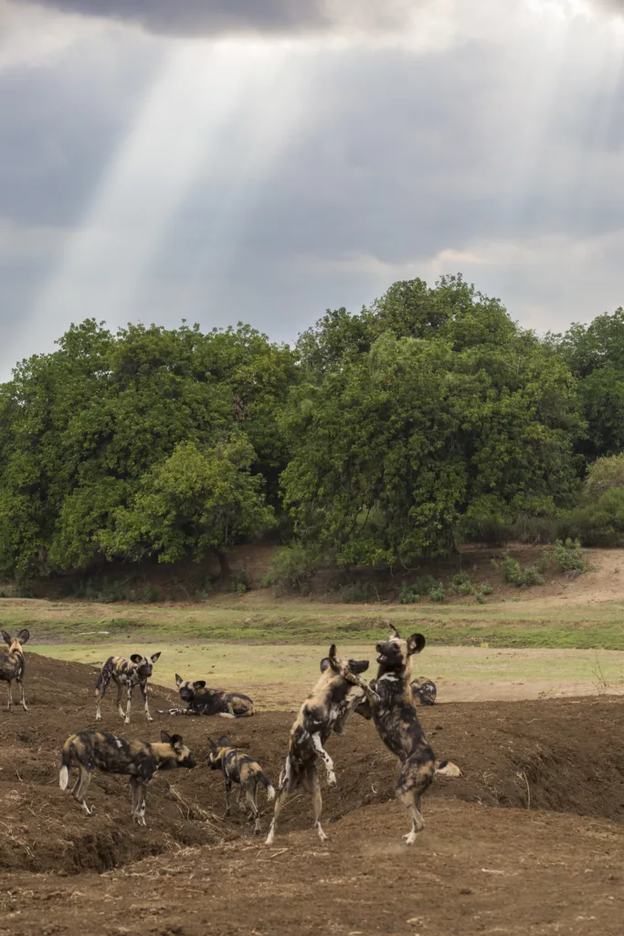 Lower Zambezi National Park / Scott Dubois